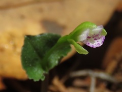 Triphora craigheadii