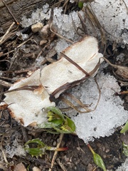 Spongiporus leucospongia