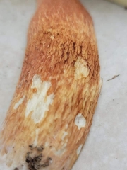 Boletus pseudopinophilus