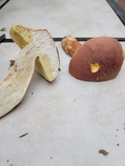 Boletus pseudopinophilus
