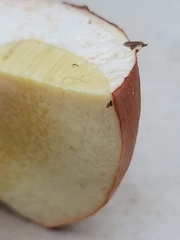 Boletus pseudopinophilus