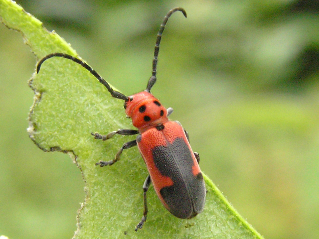 Blackened Milkweed Beetle
