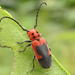 Blackened Milkweed Beetle - Photo (c) bdunc, some rights reserved (CC BY-NC)