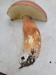 Boletus pseudopinophilus