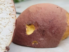 Boletus pseudopinophilus