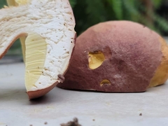 Boletus pseudopinophilus
