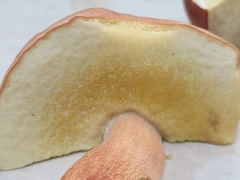 Boletus pseudopinophilus