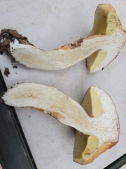Boletus pseudopinophilus