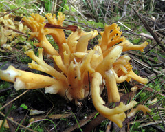 Ramaria lorithamnus