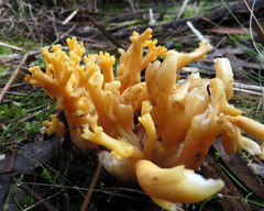 Ramaria lorithamnus