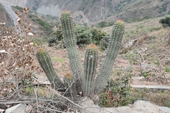 Haageocereus acranthus