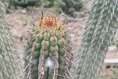 Haageocereus acranthus