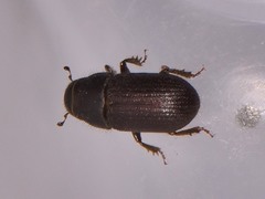 Dendroctonus terebrans