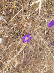 Brodiaea coronaria