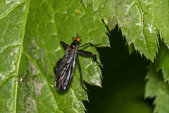 Rhamphomyia longicauda