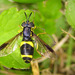 Chrysotoxum bicinctum - Photo (c) Ombrosoparacloucycle, some rights reserved (CC BY-NC-SA)