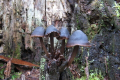Mycena nargan