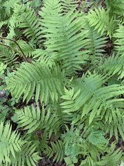 Matteuccia struthiopteris