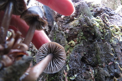 Mycena nargan