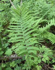 Matteuccia struthiopteris