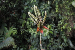 Aechmea tillandsioides