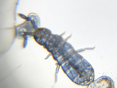 Desoria trispinata