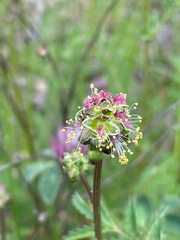 Sanguisorba minor balearica