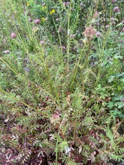 Sanguisorba minor balearica