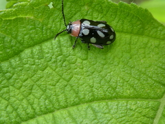 Omophoita simulans