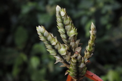 Aechmea tillandsioides