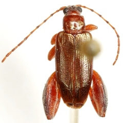 Donacia militaris