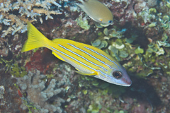 Lutjanus kasmira