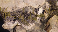 Ambrosia artemisioides