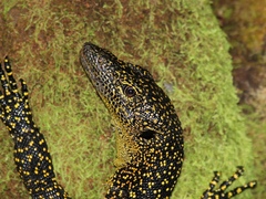 Varanus tsukamotoi