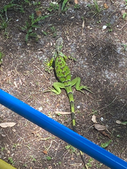 Iguana iguana