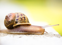 Cornu aspersum
