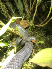 Clelia equatoriana