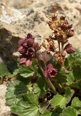 Telesonix heucheriformis