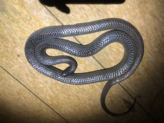 Clelia equatoriana