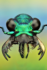 Cicindela
