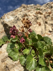 Telesonix heucheriformis