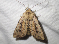 Dasygaster nephelistis