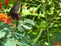 Parides photinus