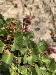 Telesonix heucheriformis