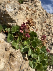 Telesonix heucheriformis