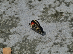 Callicore texa titania