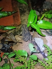 Rhinella beebei