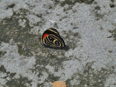 Callicore texa titania