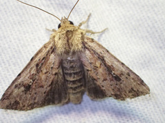 Dasygaster nephelistis