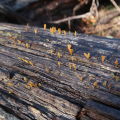Calocera guepinioides